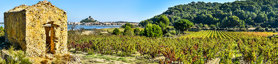 Paysage du Roussillon