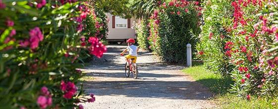 Allée du camping