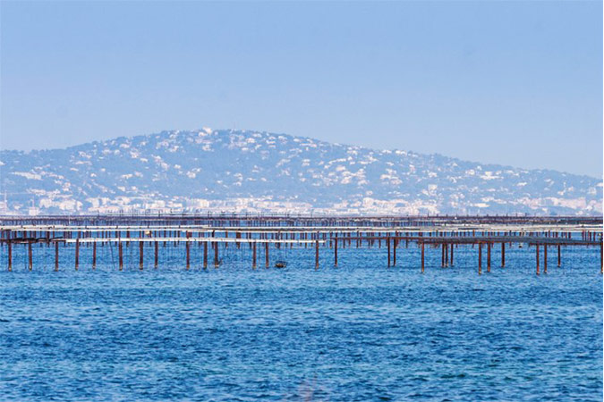 Parc à huitres de Leucate