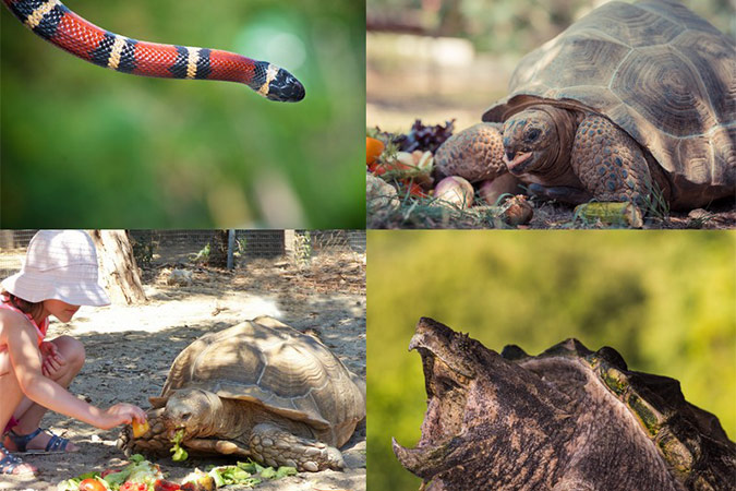 La Vallée des Tortues